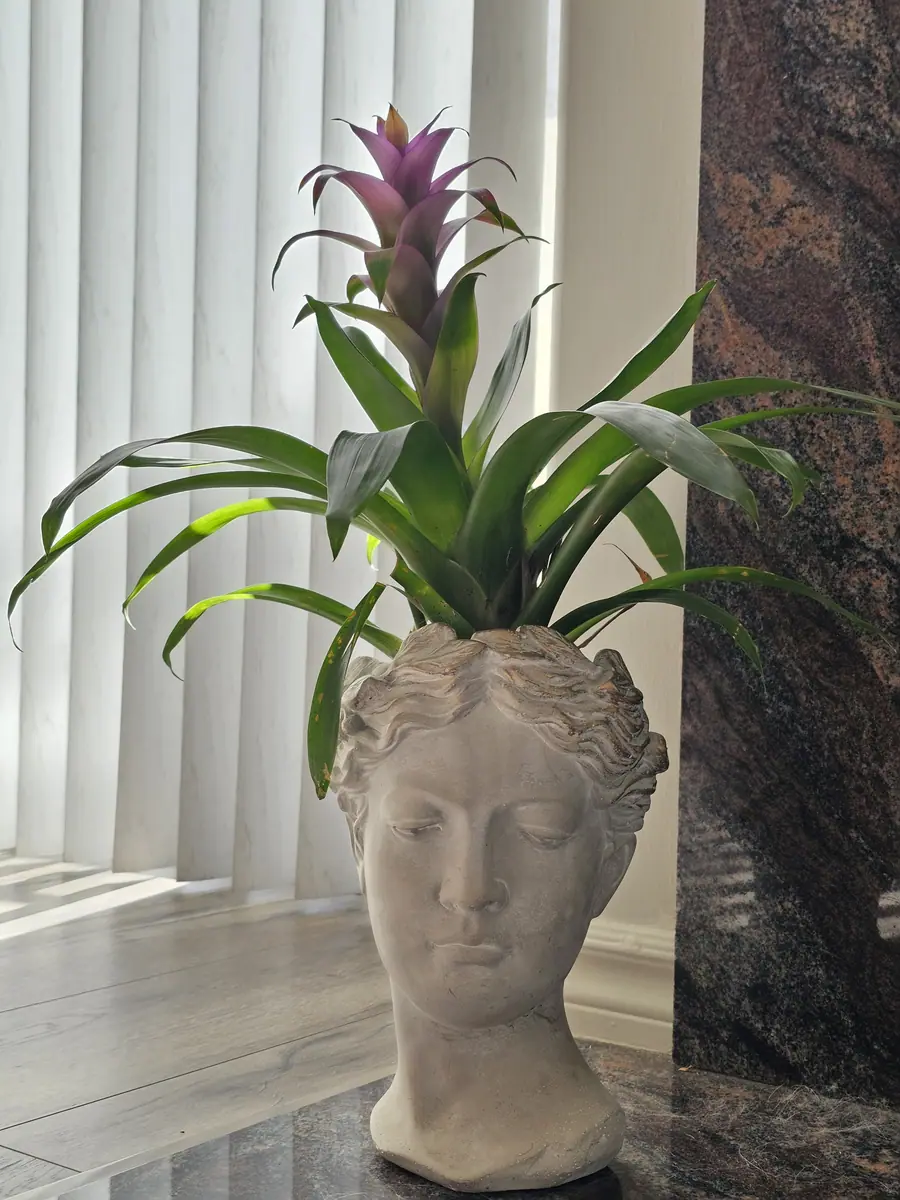 Le coin plantes